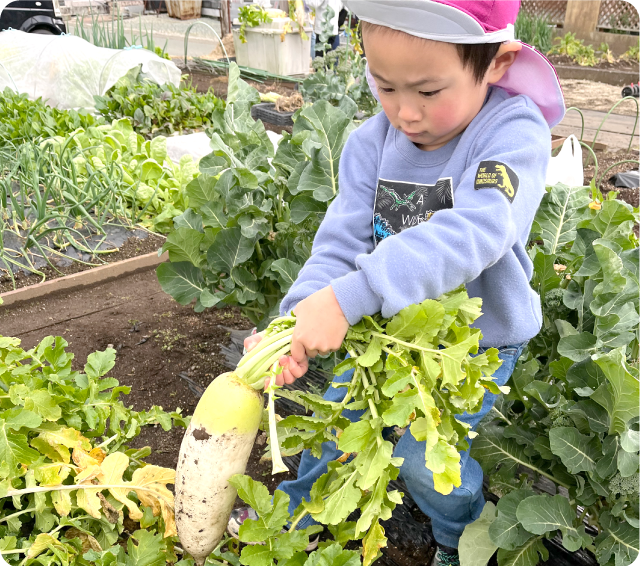 野菜収穫