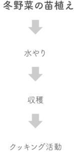 冬野菜の苗植え