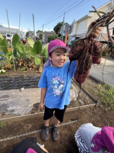 愛育保育園_お芋掘り3